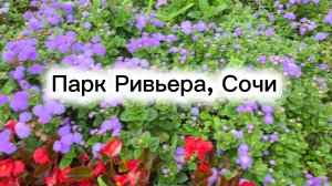 Парк Ривьера, Сочи, август (бродилка)