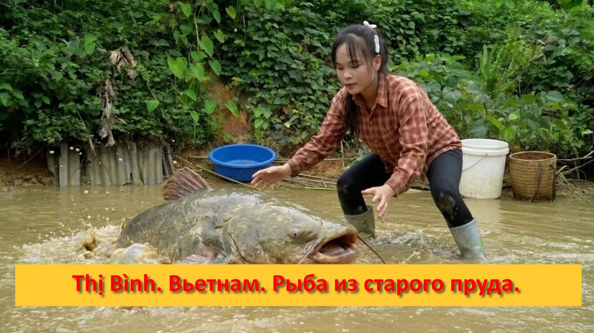 Thị Bình. Вьетнам. Сельская жизнь.Рыба из старого пруда.
