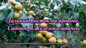 Дальний Восток на проводе. Садовод В.Железов озадачен.