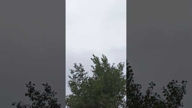 голуби Ломова До сентября прикрываю