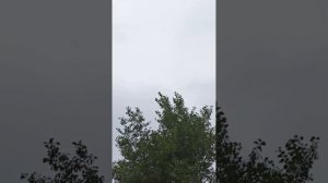 голуби Ломова До сентября прикрываю