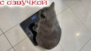 Приколы С Котами! С ОЗВУЧКОЙ! Самые Смешные Коты 2026 — РЖАЛ ДО СЛЁЗ 😹