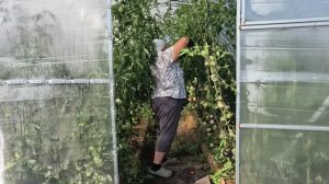 в теплице все голо и светло/ прорядила огурцы/