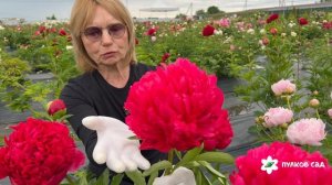 Belgravia peony. Белгравиа пион. Пулков сад (2026 г.)