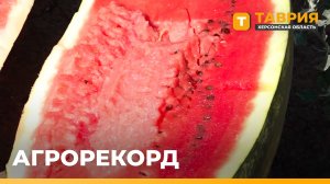 В Скадовском районе ожидают рекордный урожай бахчевых