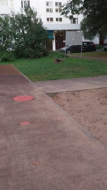 Собака