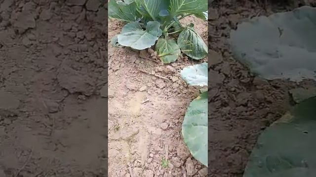 03.08.26 Сельская Новь выпуск 444