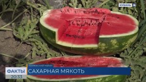На Кубани за сезон планируют собрать 125 тыс. тонн арбузов и дынь