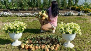 Сбор урожая лука Эксибишн, Глоба, Айлса Грейк. По каким признакам его убирать.