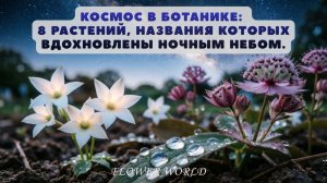 Космос в ботанике: 8 растений, названия которых вдохновлены ночным небом.🥰