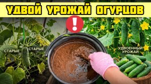 Даже старые огурцы начнут плодоносить с удвоенной силой! Только так продлеваю плодоношение