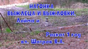 НАГОНКА ВЫЖЛЕЦА И ВЫЖЛОВКИ,  Лайма и Раскат 1 год вл.Шатров В.А.#охотасгончей #топ #hunting