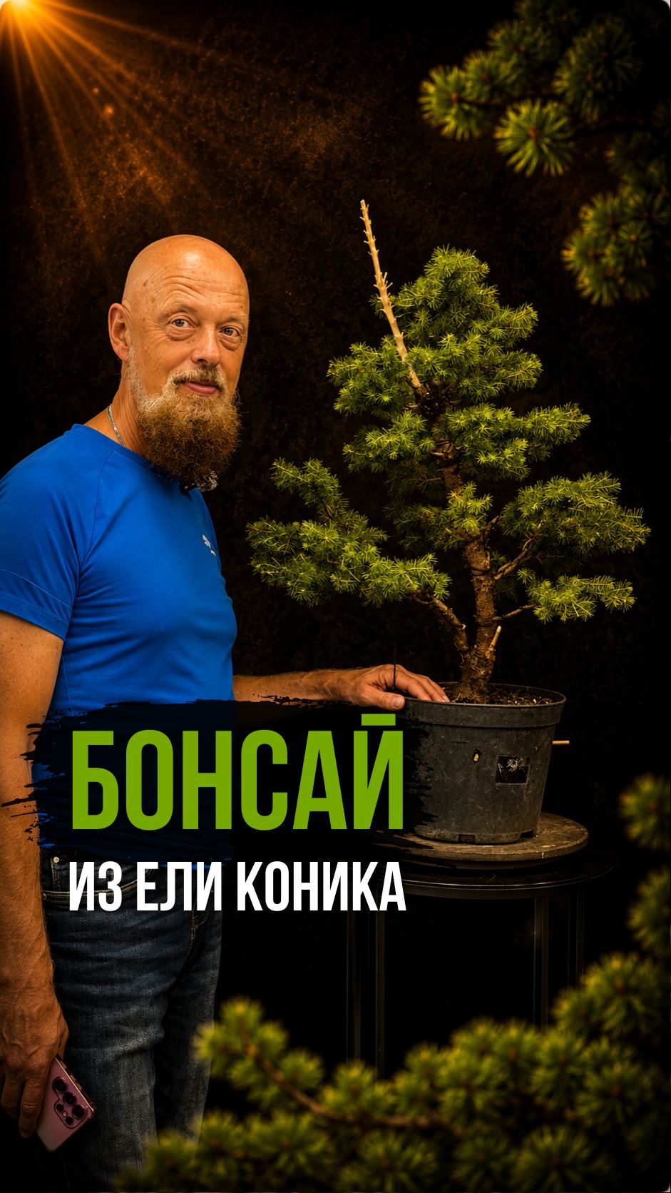 Бонсай из ели коника