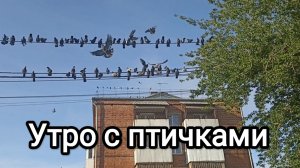 04-08-2026. Утро с птичками.