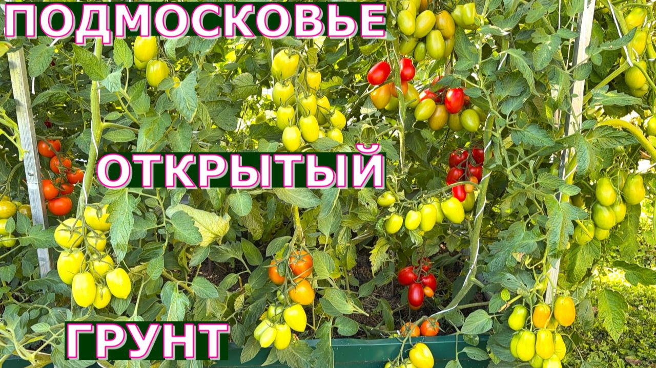 Томаты устойчивые к фитофторе Промежуточный результат эксперимента