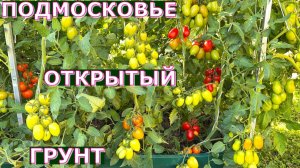 Томаты устойчивые к фитофторозу Промежуточный результат эксперимента