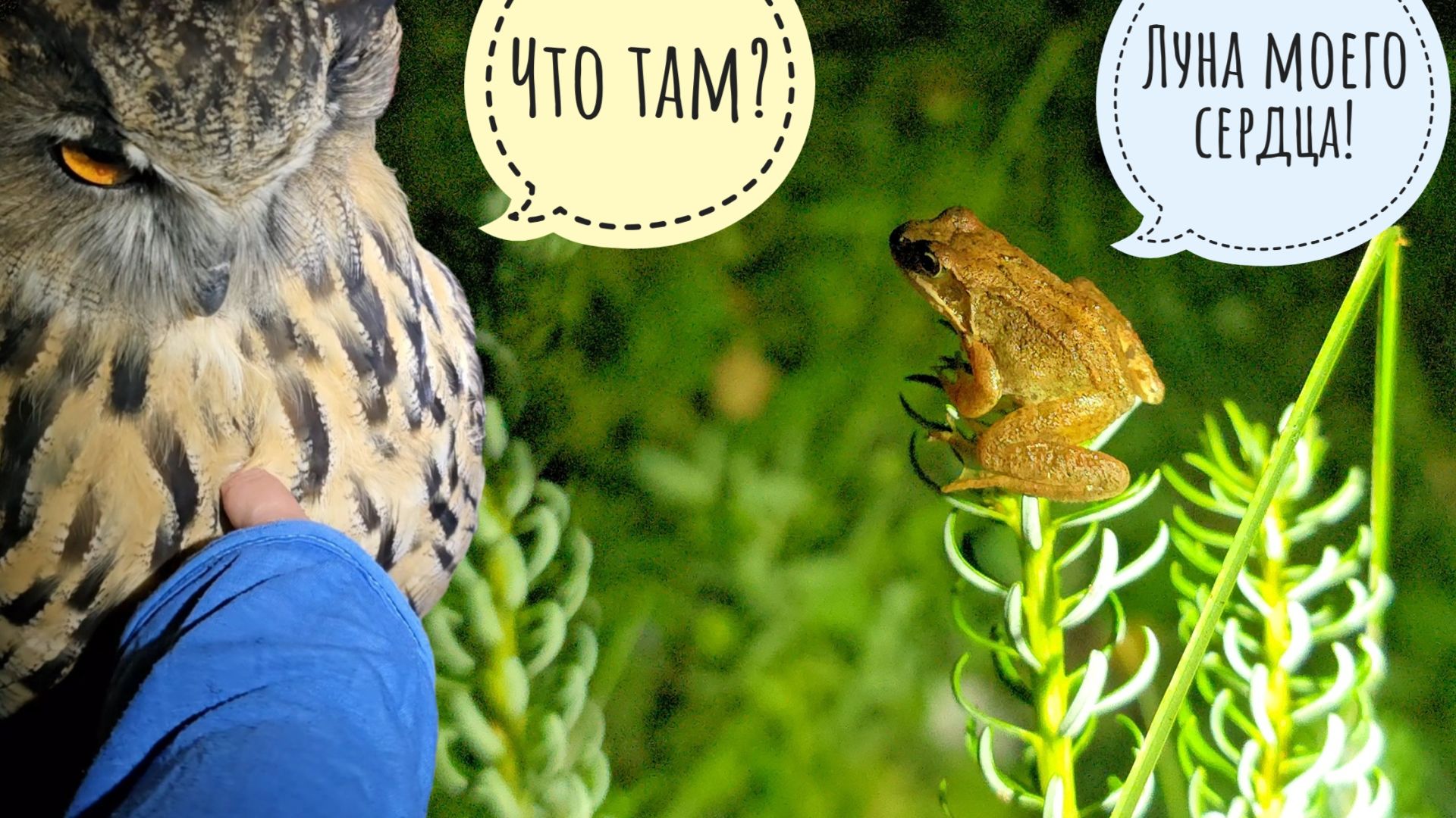 Егор привёз мне сувениры из Сочи. Жабы на чиле, лягушенька на пихте. Опять ёжик Злюка попалась