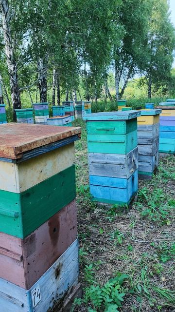 Прокачиваем рапсовую пасеку, получаем рапсовый мёд, Пасека Старчевских, Сибирь