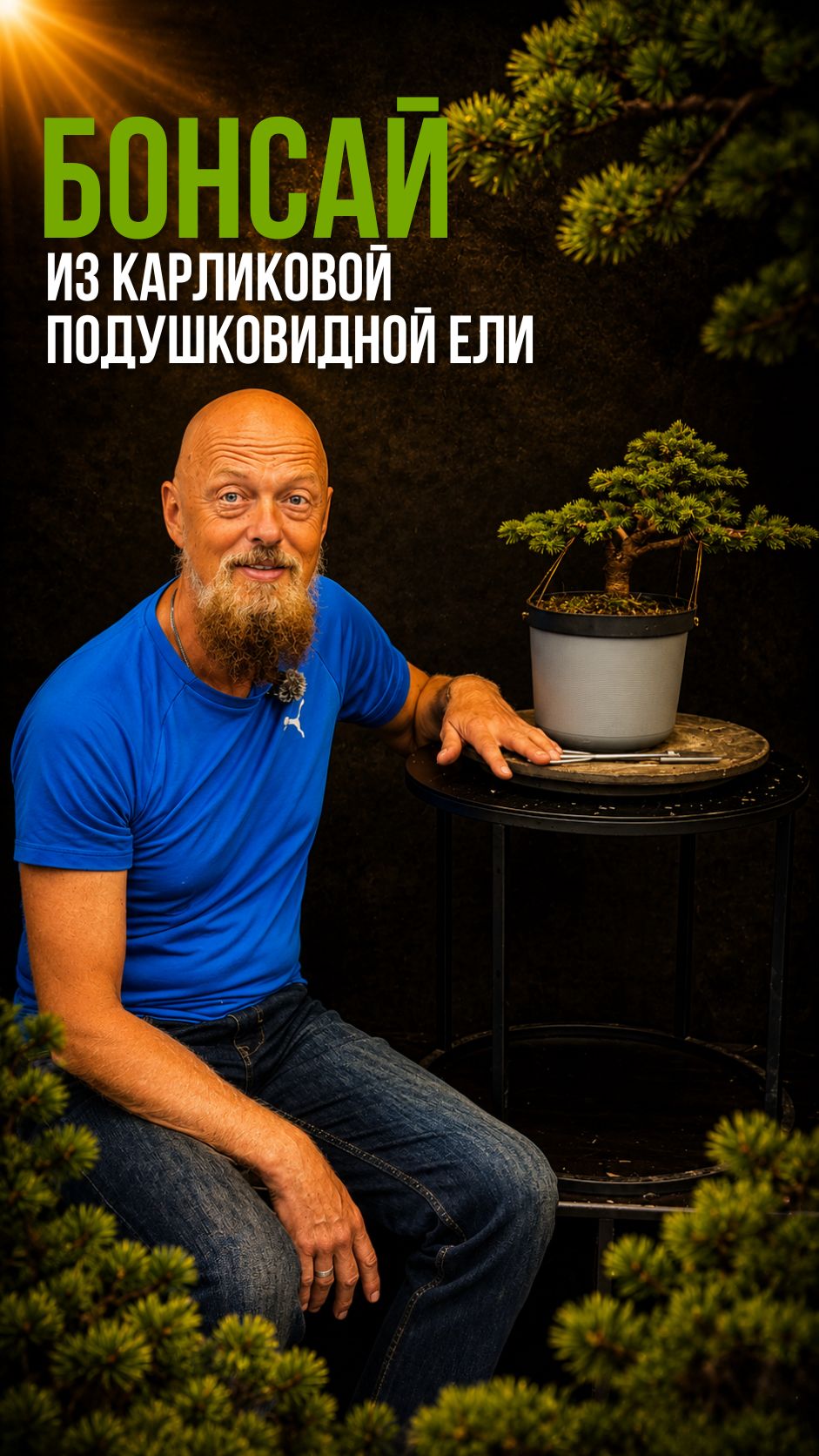 Бонсай из карликовой подушковидной ели