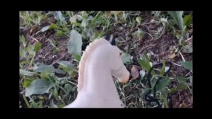 Ловим лошадей шляйх