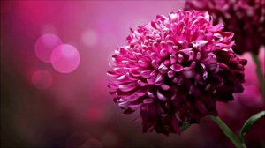 Музыка для медитации: Сахаджа Йога.
Music for meditation Sahaja Yoga.
