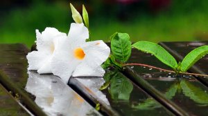 ☔️ ПЕНИЕ ПТИЦ И НЕЖНЫЙ ШУМ ДОЖДЯ ДЛЯ СНА ✨ УСПОКАИВАЮЩИЕ ЗВУКИ ПРИРОДЫ ДЛЯ СНА ✨ ЗВУК ДОЖДЯ ДЛЯ СНА