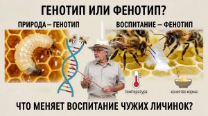 Воспитание чужих личинок: меняется генотип или фенотип? Отвечает профессор Кашковский 🐝🧬