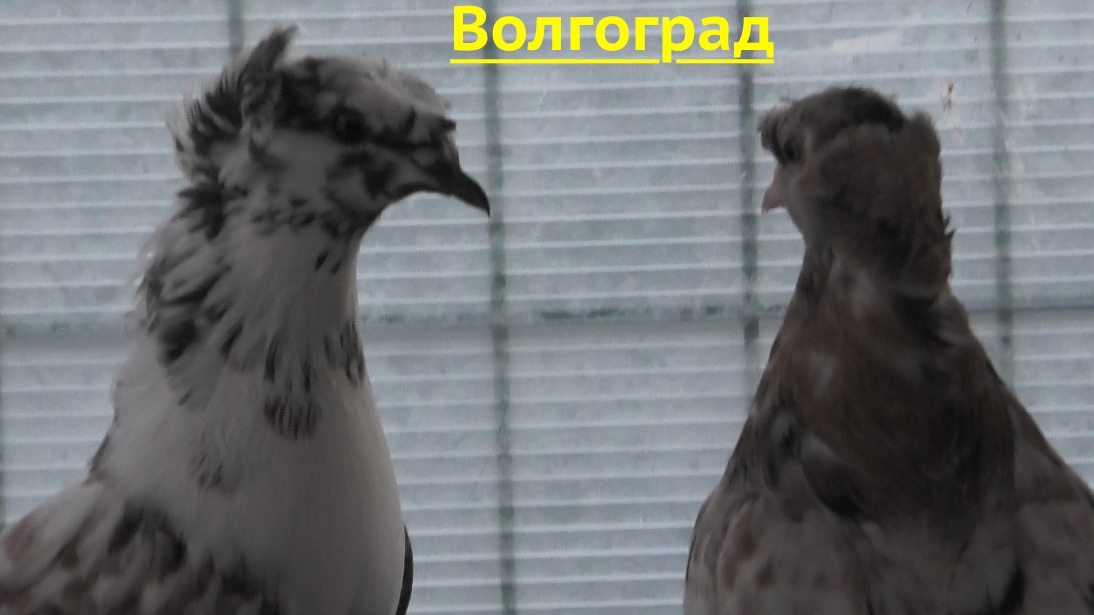 Голуби  Макарова Виталия в Волгограде! 2026г