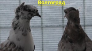 Голуби  Макарова Виталия в Волгограде! 2026г