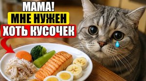 15 ПРОДУКТОВ с Вашего Стола, которые ОБЯЗАН дать Кошке!