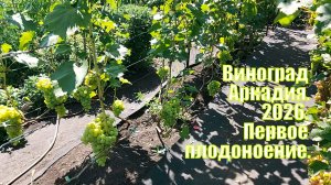 Виноград Аркадия | Первое плодоношение