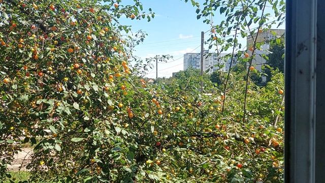 Болталка с красотой на алычу