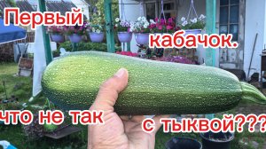 Первый кабачок. Что не так с тыквой???