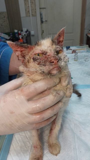 Лариса: кошечка с тяжёлой болезнью и большим шансом на выздоровление 🥺🐱❤️