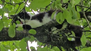 Воцарение порядка, приятный дождь и солнечный лес