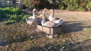 Гуси 🪿 на вечерней прогулке. Скоро пополнение у уток 🦆