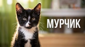 Короткометражка «Мурчик»