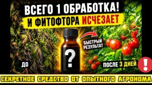 КОПЕЕЧНОЕ СРЕДСТВО ИЗ АПТЕКИ СПАСЁТ ТОМАТЫ ОТ ФИТОФТОРЫ. АГРОНОМЫ ОБ ЭТОМ МОЛЧАТ: 10 КАПЕЛЬ НА ВЕДРО