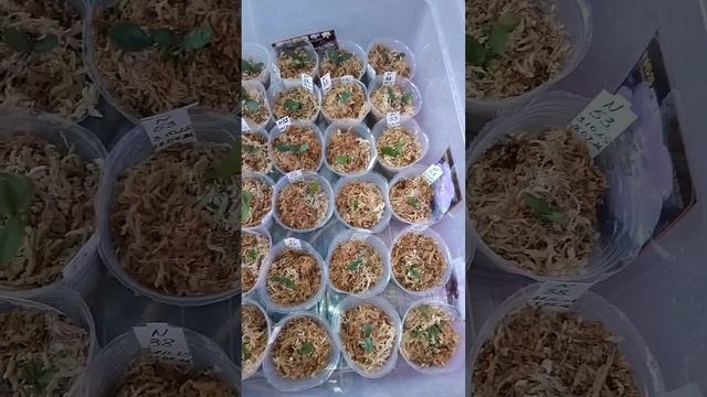 прошло две недели после высадки орхидей из семян...растём. видео отчёт
