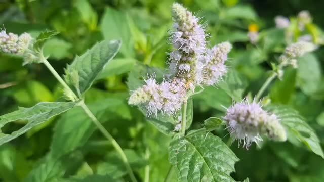 У нас МЯТА цветет.🌿🌿🌿