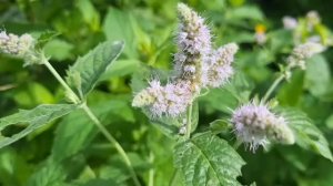 У нас МЯТА цветет.🌿🌿🌿