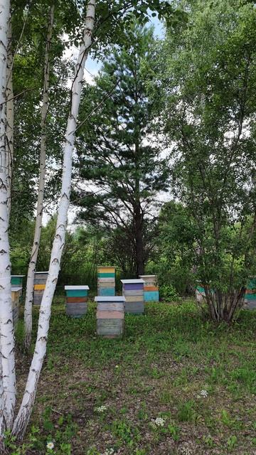 Васильковый мёд мы получаем на этой пасеке. Пасека Старчевских, Сибирь