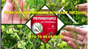 Куда подевались листья крыжовника?