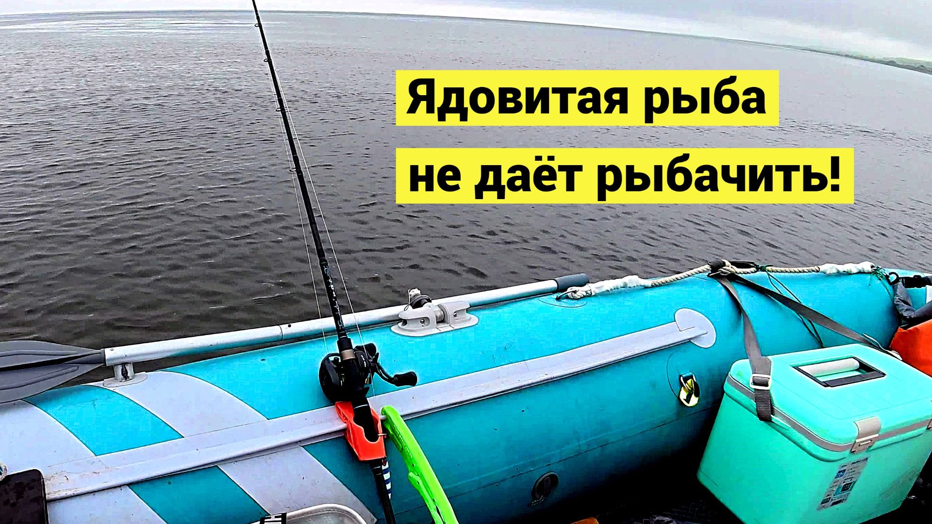 Длиннорылая и палтусовидная камбалы! Ядовитая фугу не даёт рыбачить!