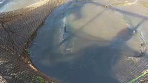 Зарыбление осетром нижнего водоёма 100 кг. Клёвое место, Лосиный остров.