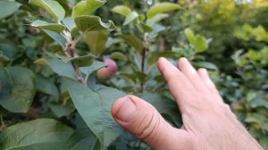 Почему специалисты по обрезке деревьев зачастую портят их ?