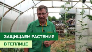 Как защитить растения в теплице