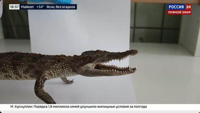Телеканал «Россия 24», программа «Вести. Дежурная часть», 03.08.2026