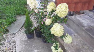 4.07.2026 Флоксы и чеснок с рынка, гортензии из питомника.