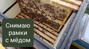 Начала снимать рамки с мёдом на откачку.